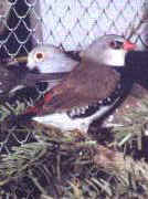 Amdyna diamentowa (z przodu), gołąbek diamentowy (z tyłu).